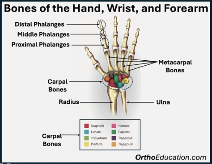 What are the 7 bones of the wrist