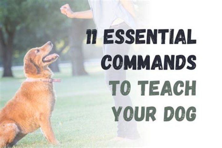 What are the 7 commands for a dog