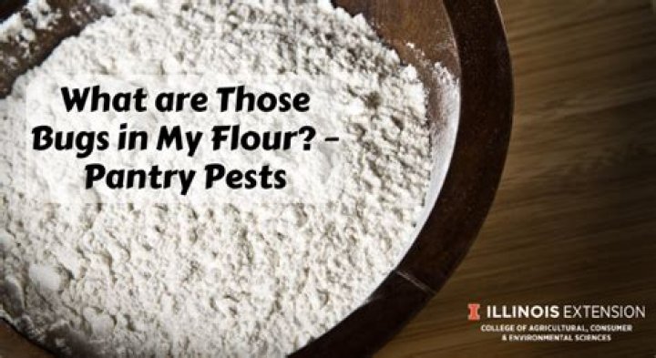 What are the bugs in my pantry