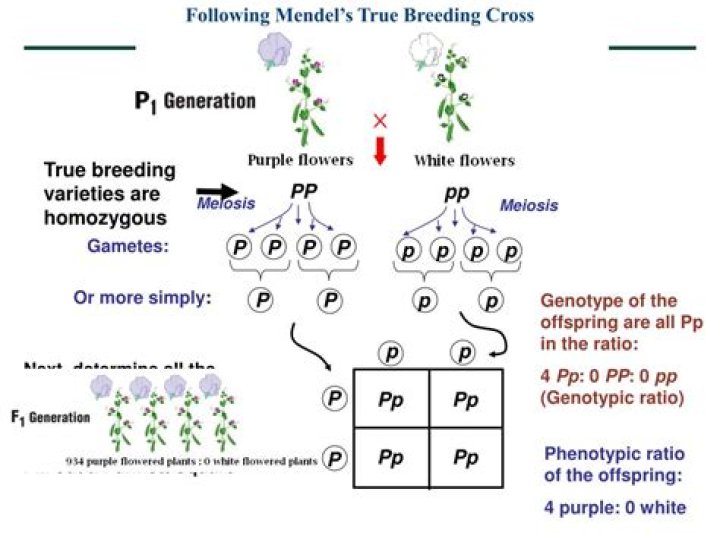 What are true breeding parents