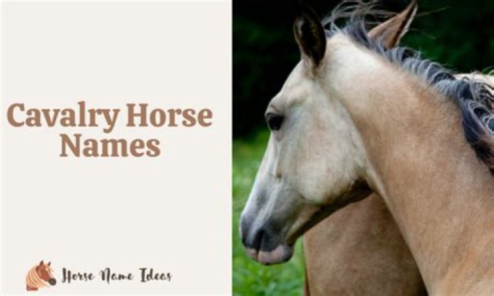 What breed are cavalry horses