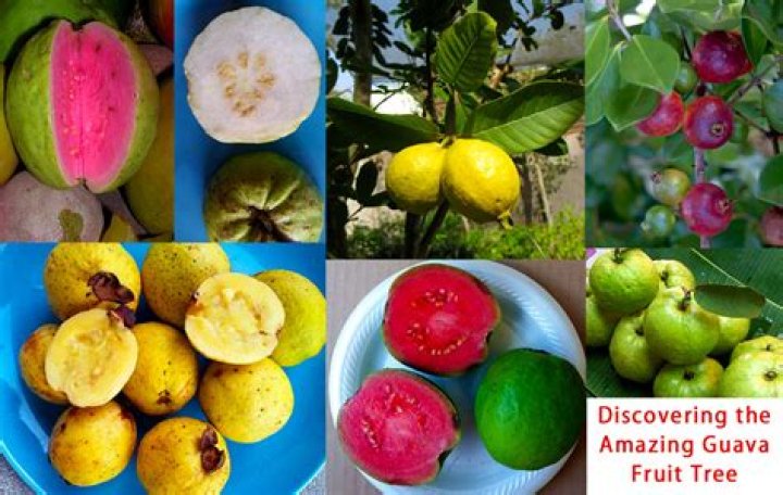 What can I do with guava fruit