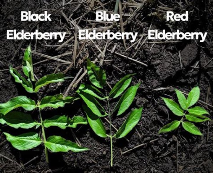 What can I do with red elderberry