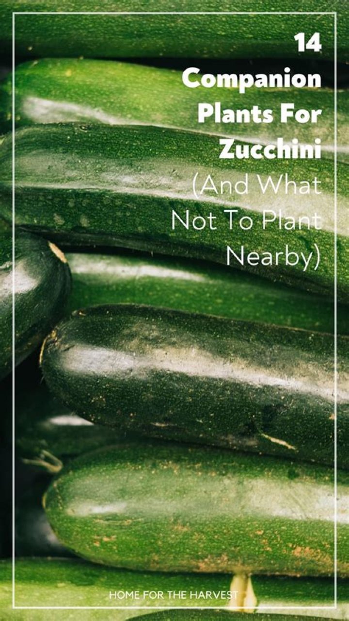 What can I plant with zucchini