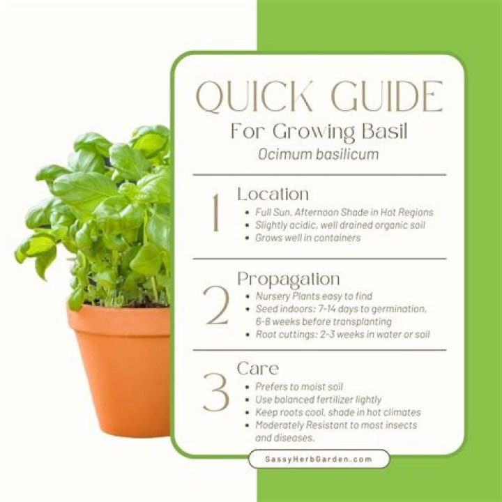 What can you not plant with basil