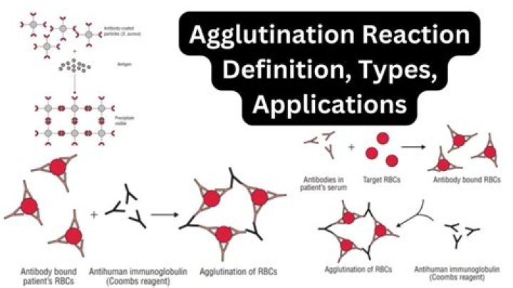 What causes pan agglutination