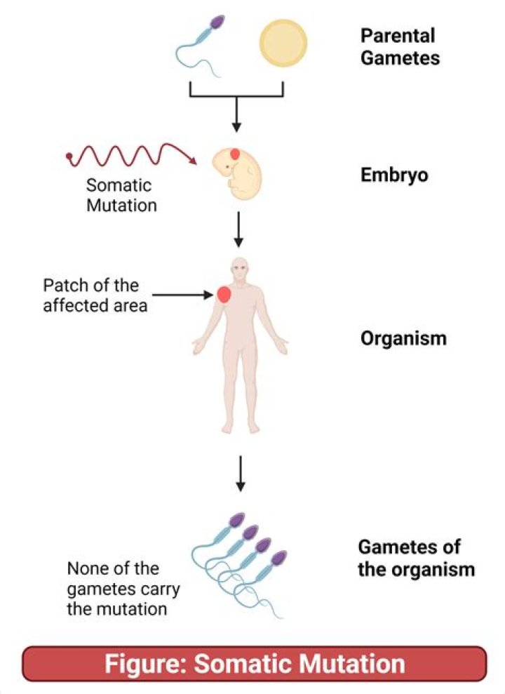 What causes somatic mutations