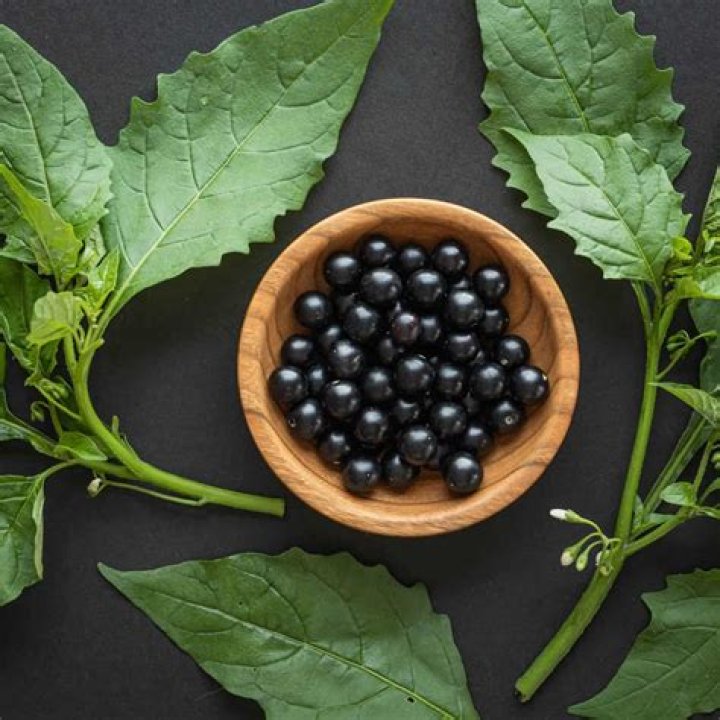 What color are nightshade berries