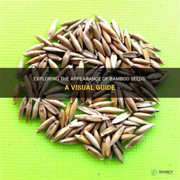 What do bamboo seeds look like