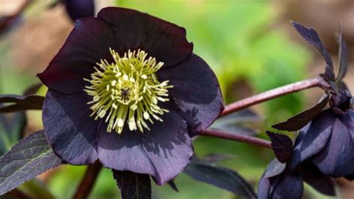 What do black hellebores mean