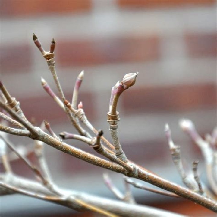 What do dogwood buds look like