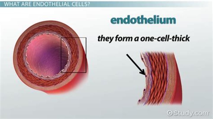 What do endothelial cells release