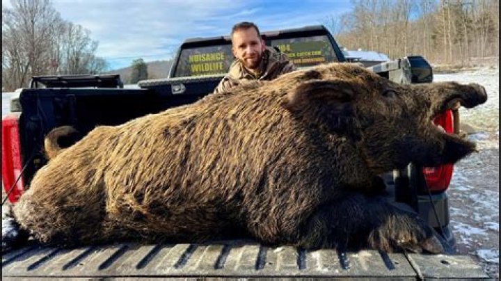 What do farmers do with dead hogs