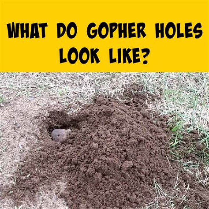 What do gopher holes look like