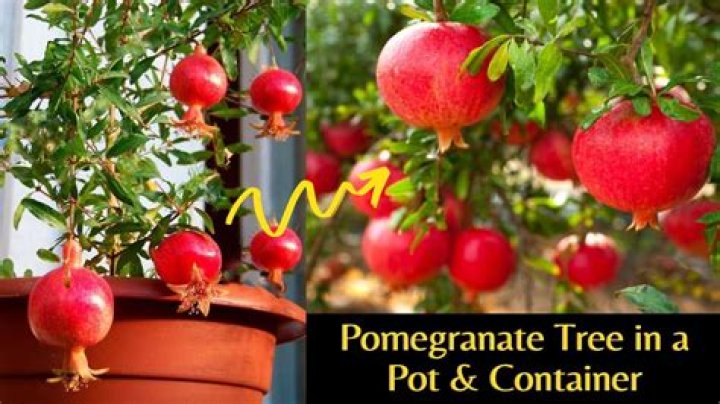 What do I do with pomegranates