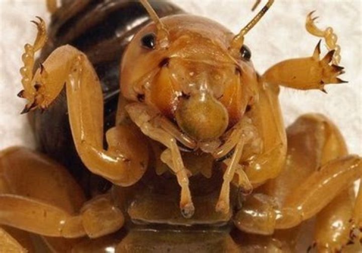 What do Jerusalem cricket eat