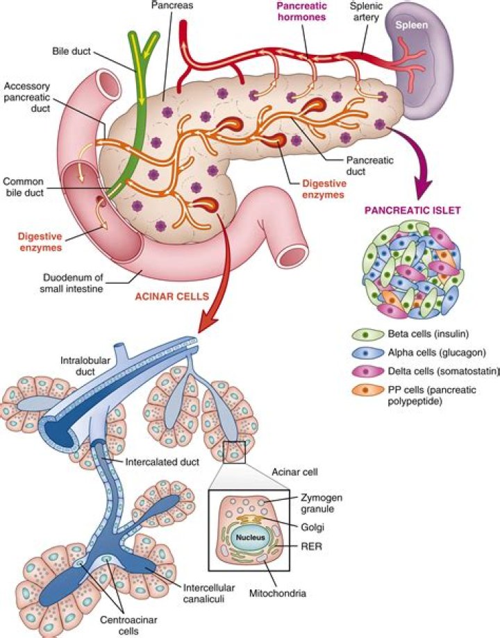 What do pancreatic islets release