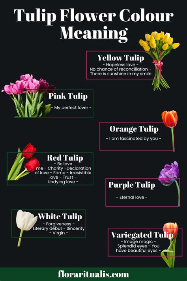 What do people use tulips for