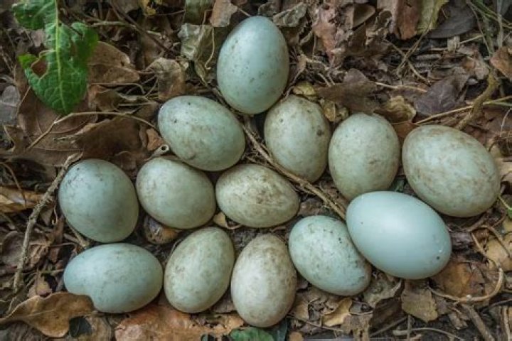 What does a duck egg look like
