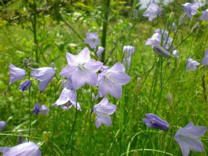 What does a harebell look like
