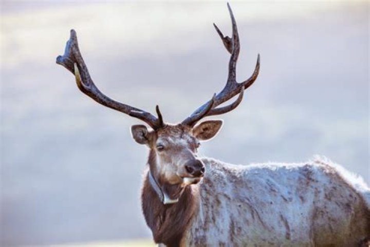 What does a tule elk look like