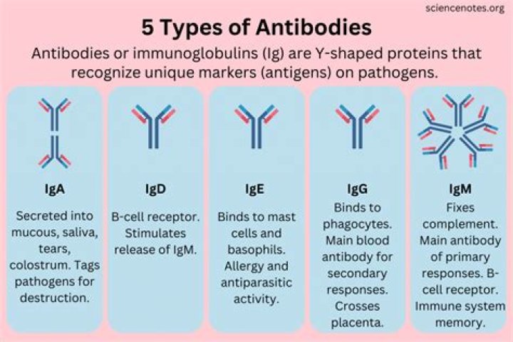 What does anti-Rh antibodies mean