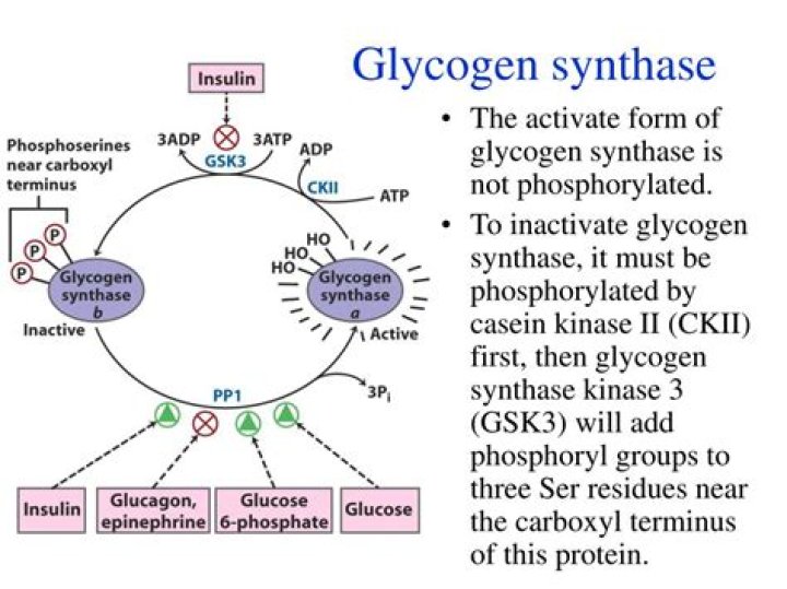 What does glycogen synthase do