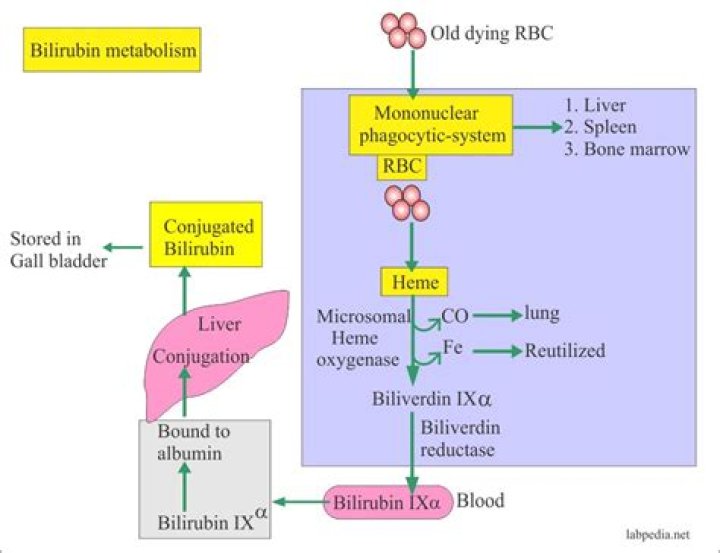 What does indirect bilirubin mean