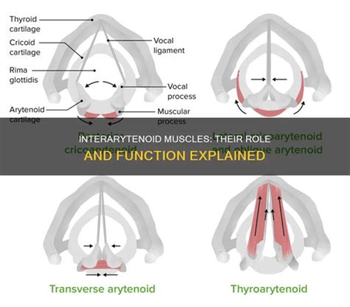 What does Interarytenoid mean