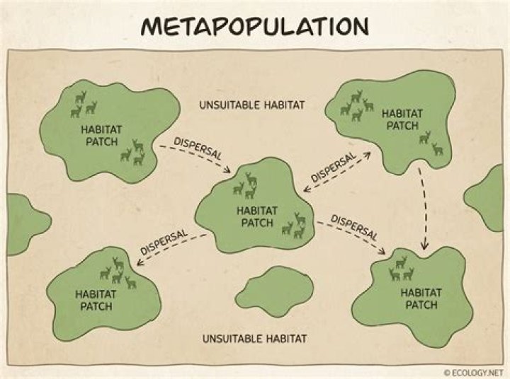 What does metapopulation mean