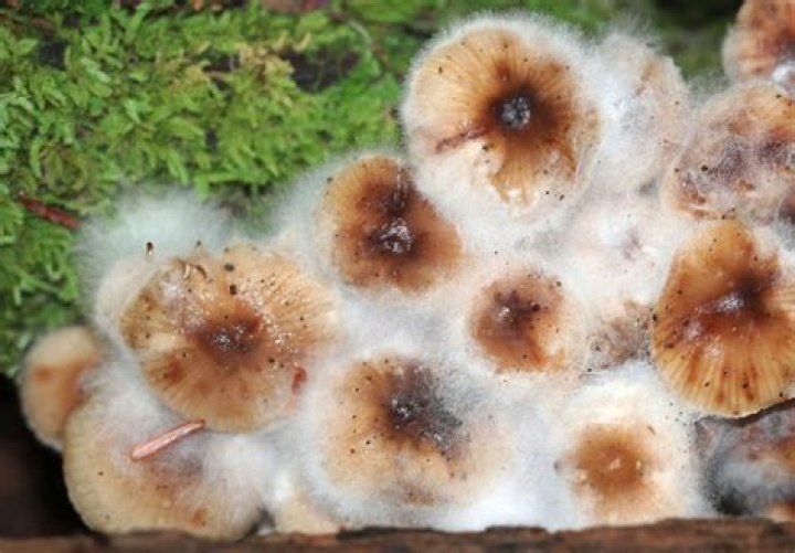 What does mushroom mold look like