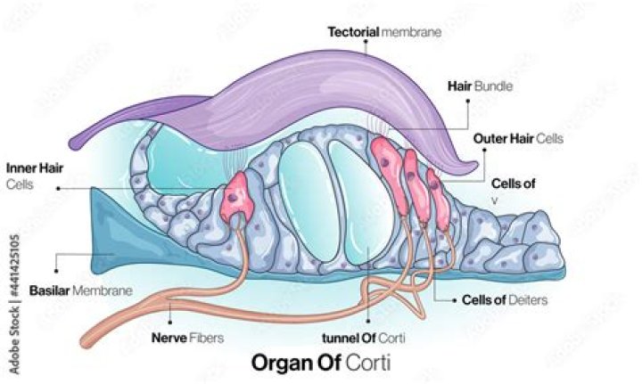 What does organ of Corti mean