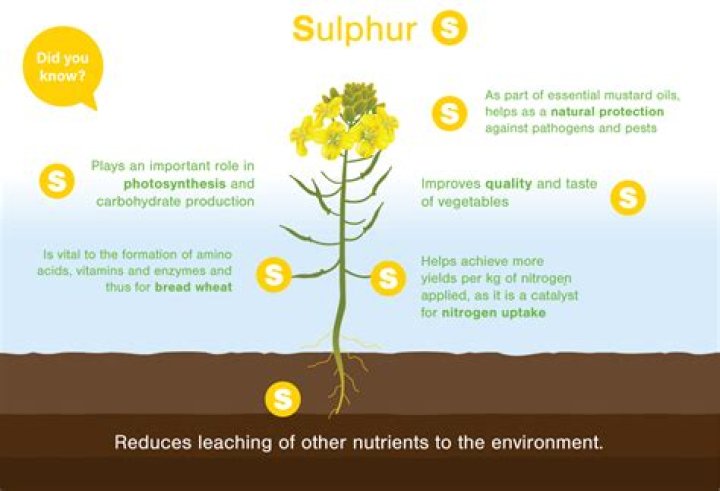 What does Sulphur do to plants