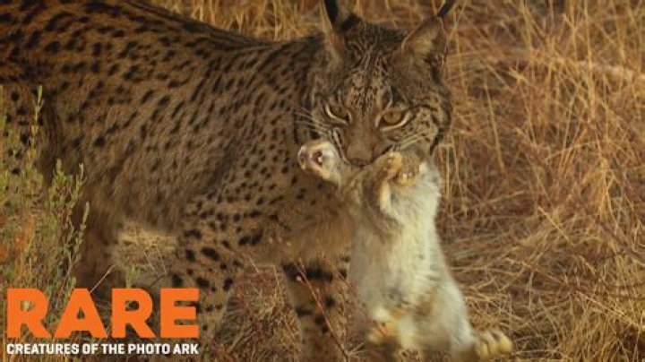 What does the Iberian lynx eat