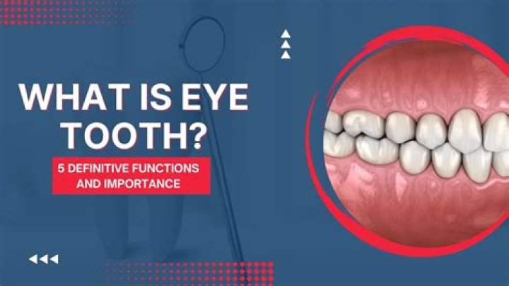 What does the term eye teeth mean