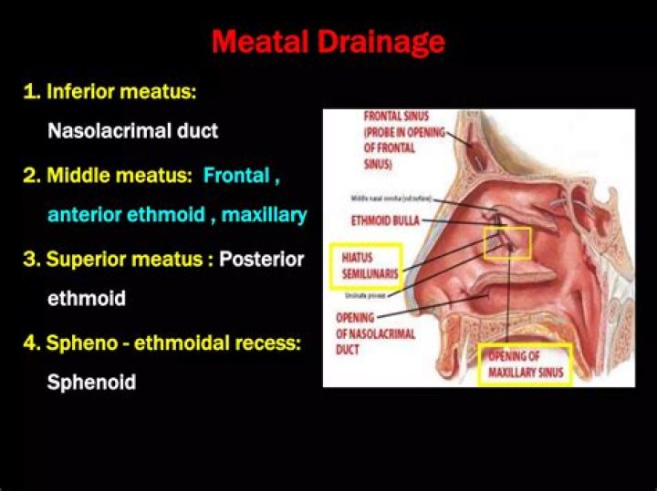 What drains into the nasal meatus