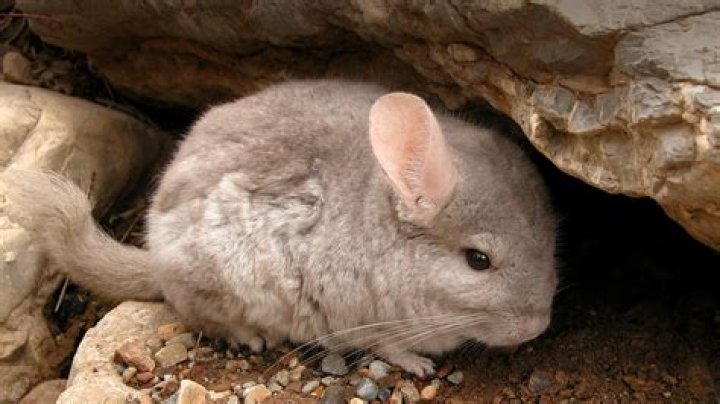 What family is a chinchilla in