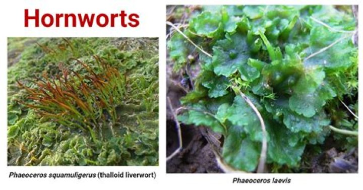 What genus do hornworts belong to