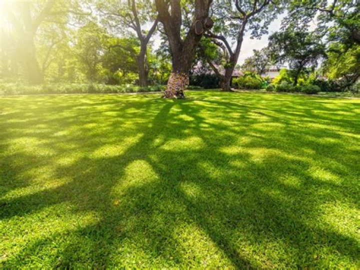 What grass seed grows in shade