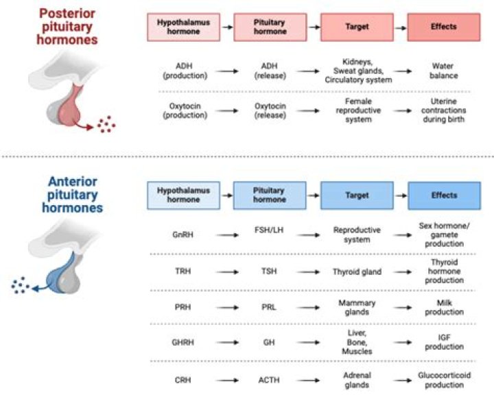 What hormone triggers parturition