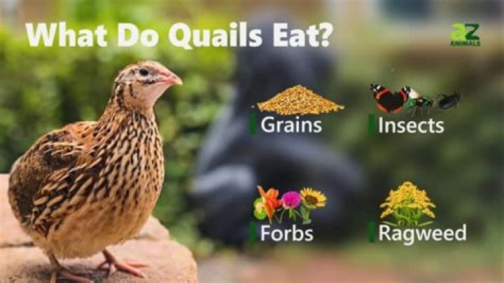 What human food can quail eat