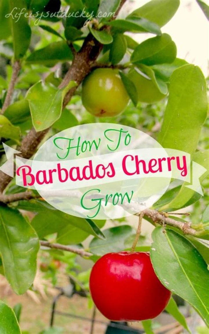 What is a Barbados cherry tree