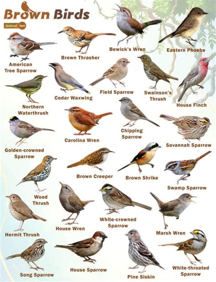 What is a brown and black bird