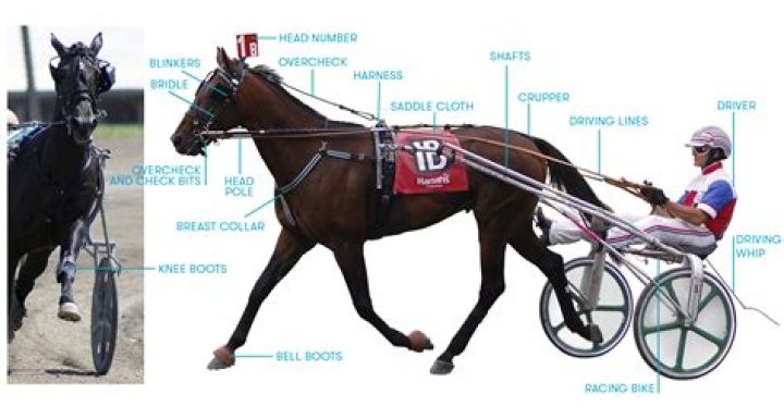 What is a harness racing horse