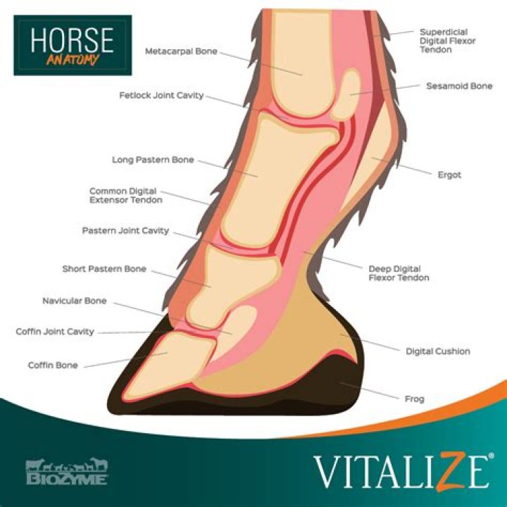 What is a horses lower leg called