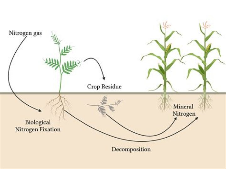 What is a nitrogen fixing crop