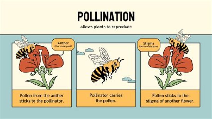 What is a pollination for kids