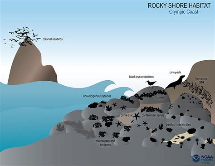 What is a rocky shore habitat