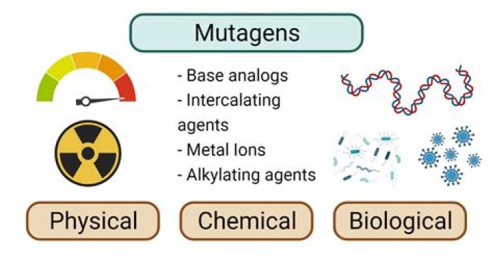 What is an example of mutagenesis