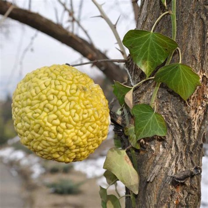 What is another name for Osage orange